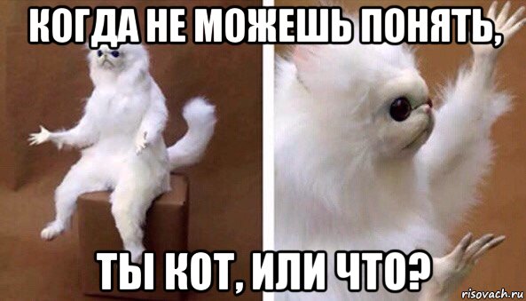 когда не можешь понять, ты кот, или что?, Мем Чучело кота