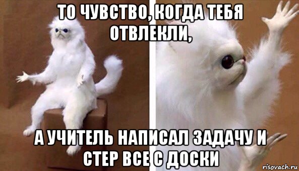 то чувство, когда тебя отвлекли, а учитель написал задачу и стер все с доски, Мем Чучело кота