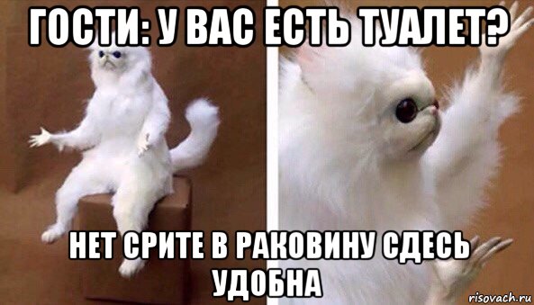 гости: у вас есть туалет? нет срите в раковину сдесь удобна, Мем Чучело кота