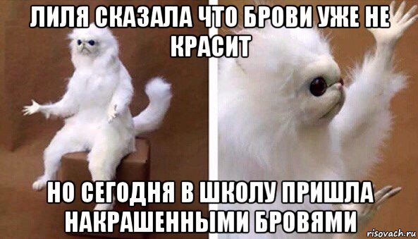 лиля сказала что брови уже не красит но сегодня в школу пришла накрашенными бровями, Мем Чучело кота