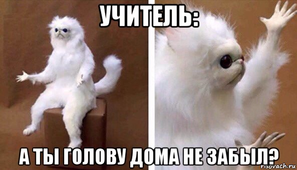 учитель: а ты голову дома не забыл?, Мем Чучело кота