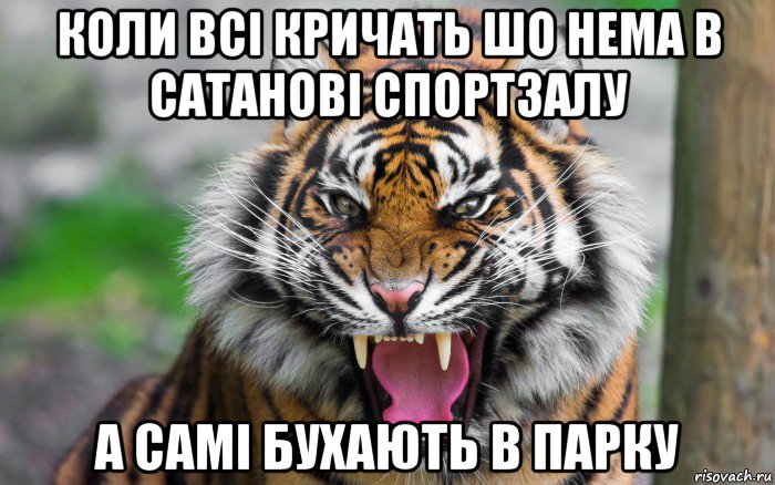 коли всі кричать шо нема в сатанові спортзалу а самі бухають в парку, Мем ДЕРЗКИЙ ТИГР