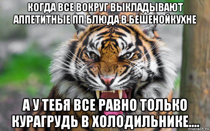 когда все вокруг выкладывают аппетитные пп блюда в бешенойкухне а у тебя все равно только курагрудь в холодильнике...., Мем ДЕРЗКИЙ ТИГР