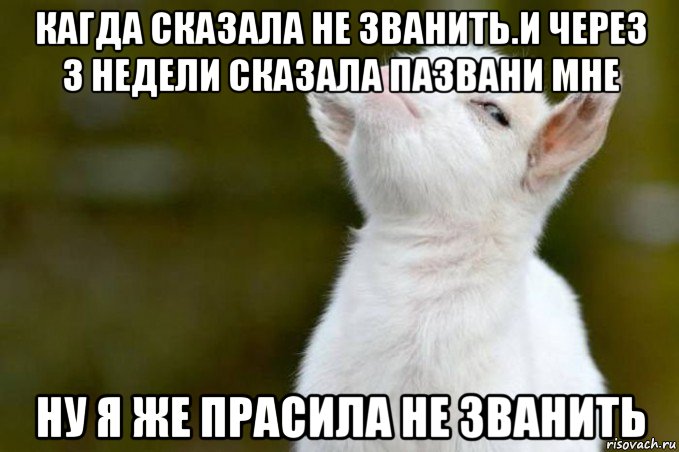 кагда сказала не званить.и через 3 недели сказала пазвани мне ну я же прасила не званить, Мем  Гордый козленок