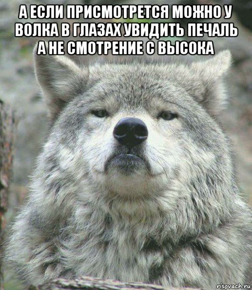 а если присмотрется можно у волка в глазах увидить печаль а не смотрение с высока , Мем    Гордый волк