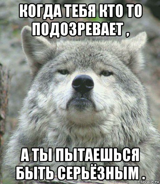 когда тебя кто то подозревает , а ты пытаешься быть серьёзным ., Мем    Гордый волк