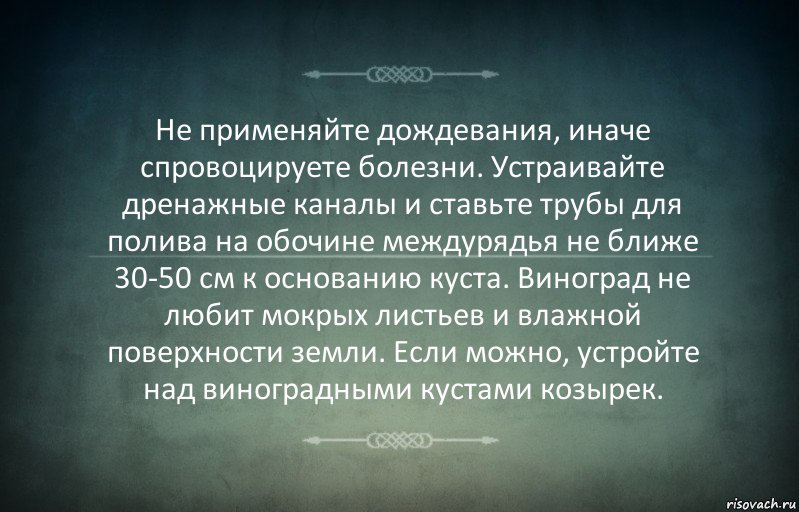 Не применяйте дождевания, иначе спровоцируете болезни. Устраивайте дренажные каналы и ставьте трубы для полива на обочине междурядья не ближе 30-50 см к основанию куста. Виноград не любит мокрых листьев и влажной поверхности земли. Если можно, устройте над виноградными кустами козырек.