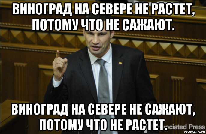 виноград на севере не растет, потому что не сажают. виноград на севере не сажают, потому что не растет., Мем кличко философ