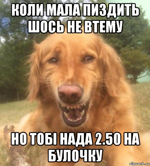 коли мала пиздить шось не втему но тобі нада 2.50 на булочку, Мем   Когда увидел что соседского кота отнесли в чебуречную