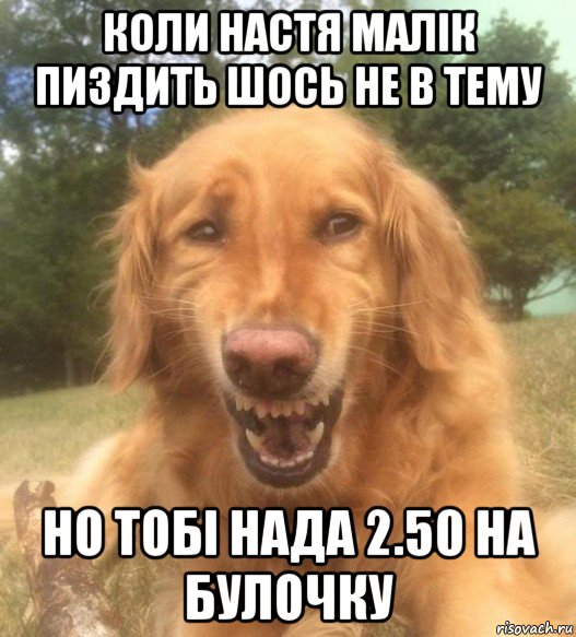 коли настя малік пиздить шось не в тему но тобі нада 2.50 на булочку, Мем   Когда увидел что соседского кота отнесли в чебуречную