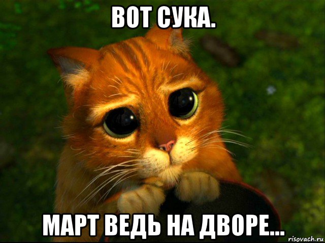 вот сука. март ведь на дворе..., Мем кот из шрека