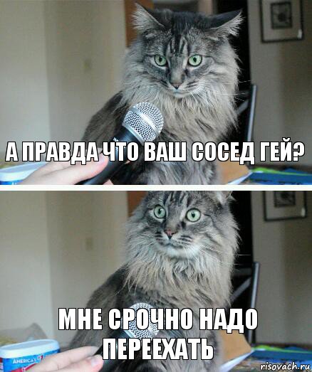 а правда что ваш сосед гей? мне срочно надо переехать, Комикс  кот с микрофоном