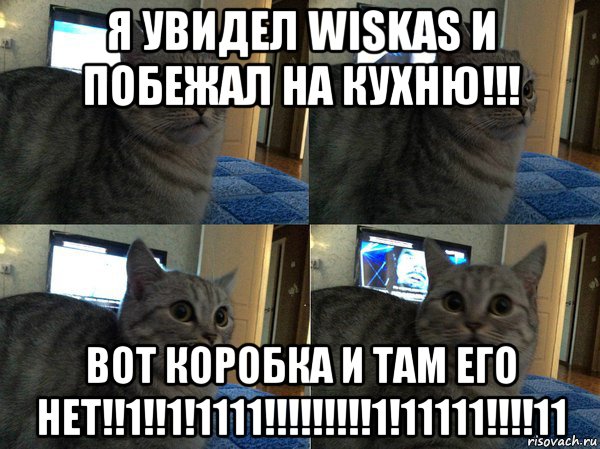 я увидел wiskas и побежал на кухню!!! вот коробка и там его нет!!1!!1!1111!!!!!!!!!1!11111!!!!11, Мем  Кот в шоке