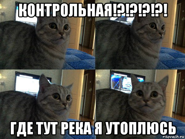 контрольная!?!?!?!?! где тут река я утоплюсь, Мем  Кот в шоке