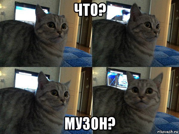 что? музон?, Мем  Кот в шоке