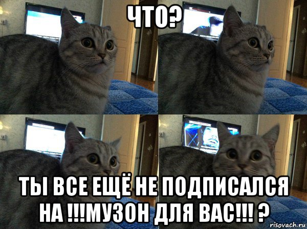 что? ты все ещё не подписался на !!!музон для вас!!! ?, Мем  Кот в шоке