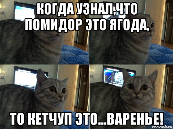 когда узнал,что помидор это ягода, то кетчуп это...варенье!, Мем  Кот в шоке