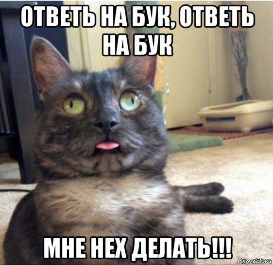 ответь на бук, ответь на бук мне нех делать!!!, Мем   Кот завис