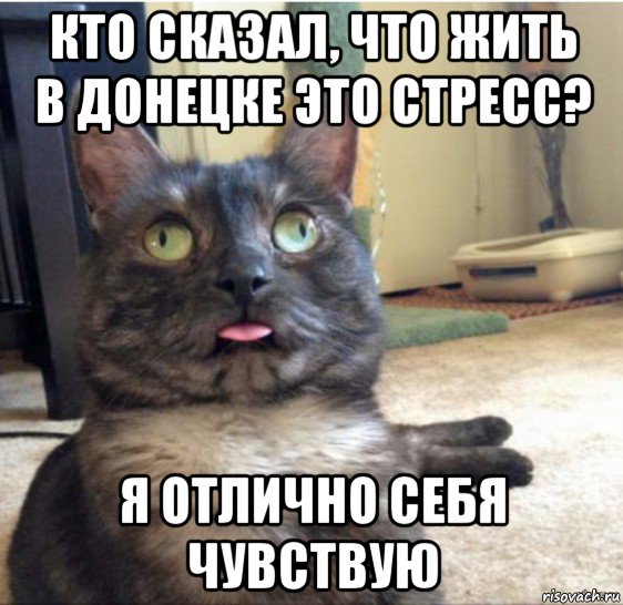 кто сказал, что жить в донецке это стресс? я отлично себя чувствую, Мем   Кот завис