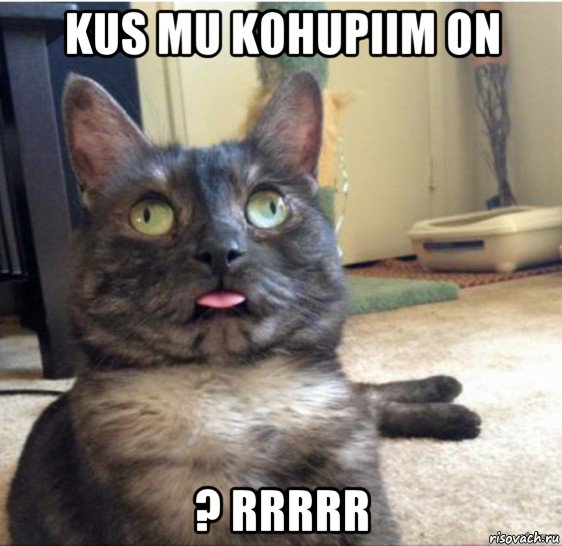 kus mu kohupiim on ? rrrrr, Мем   Кот завис