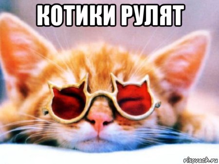 котики рулят 