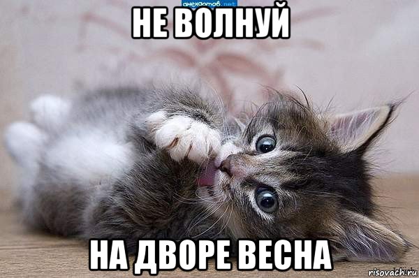 не волнуй на дворе весна, Мем  котенок