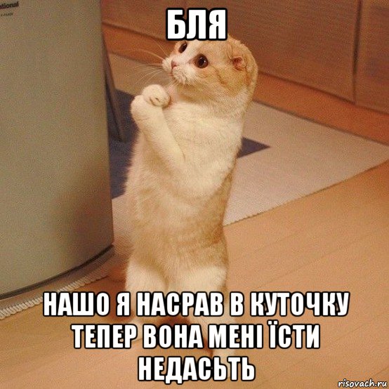 бля нашо я насрав в куточку тепер вона мені їсти недасьть, Мем  котэ молится