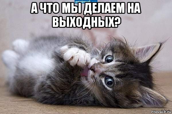 а что мы делаем на выходных? , Мем  котенок