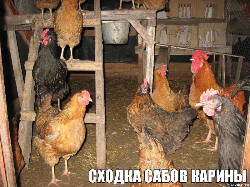      сходка сабов карины, Комикс курятник