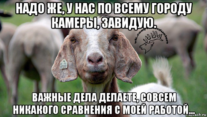 надо же, у нас по всему городу камеры, завидую. важные дела делаете, совсем никакого сравнения с моей работой..., Мем  Наивная овца