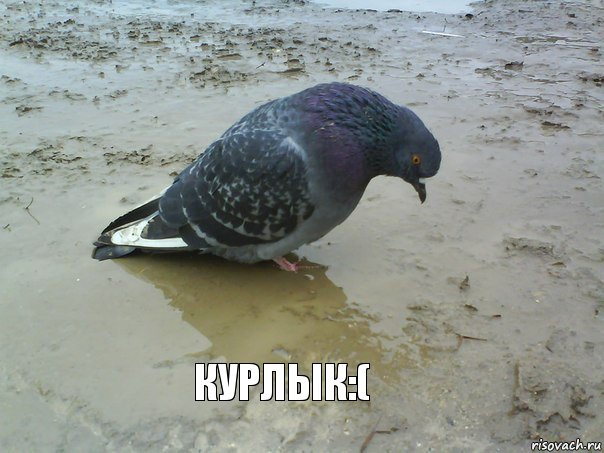 Курлык:(