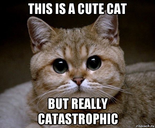 this is a cute cat but really catastrophic