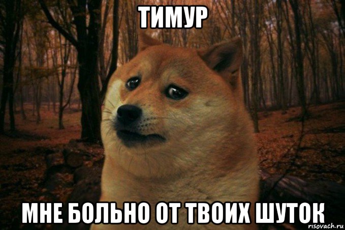 тимур мне больно от твоих шуток, Мем SAD DOGE