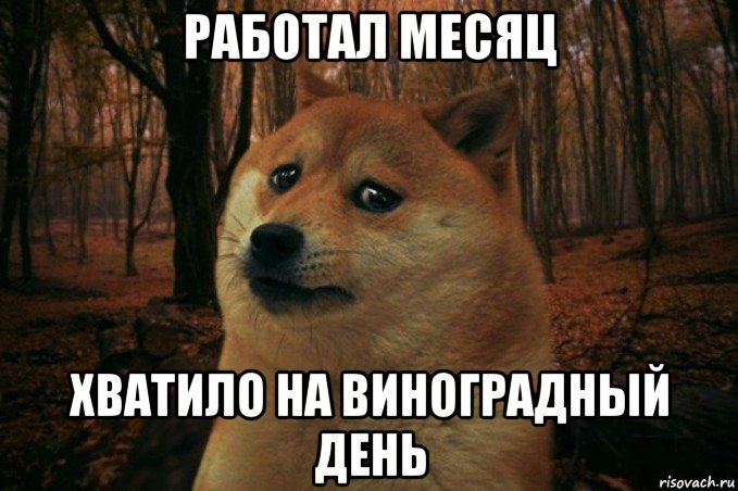 работал месяц хватило на виноградный день, Мем SAD DOGE