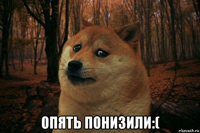  опять понизили:(, Мем SAD DOGE