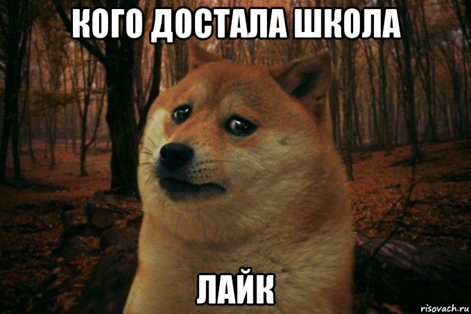 кого достала школа лайк, Мем SAD DOGE