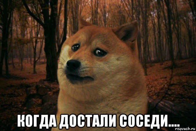  когда достали соседи...., Мем SAD DOGE