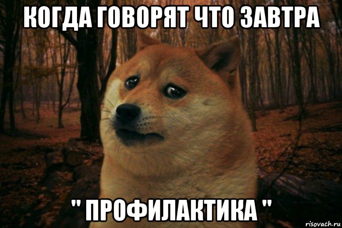 когда говорят что завтра " профилактика ", Мем SAD DOGE