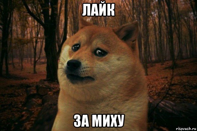 лайк за миху, Мем SAD DOGE