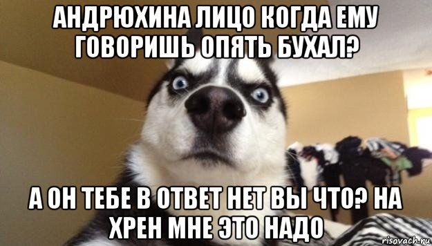 андрюхина лицо когда ему говоришь опять бухал? а он тебе в ответ нет вы что? на хрен мне это надо, Мем  Собака-удивляка