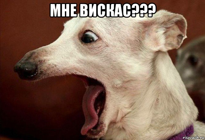 мне вискас??? , Мем  собака