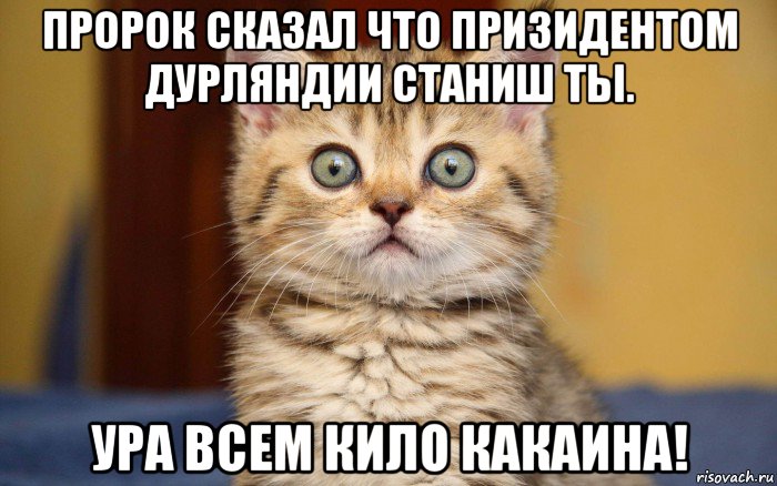 пророк сказал что призидентом дурляндии станиш ты. ура всем кило какаина!, Мем  удивление