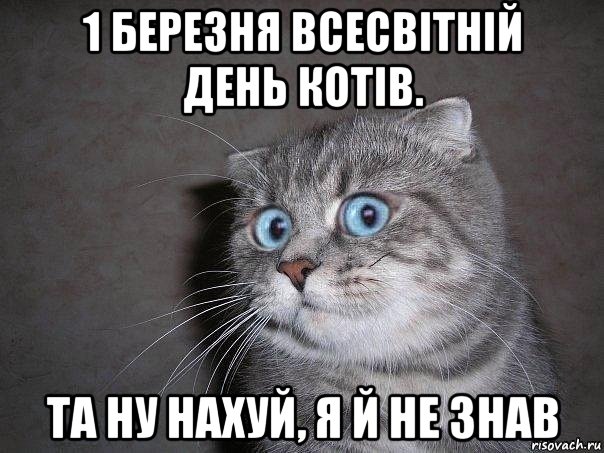 1 березня всесвітній день котів. та ну нахуй, я й не знав, Мем  удивлённый кот