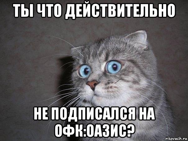 ты что действительно не подписался на офк:оазис?, Мем  удивлённый кот