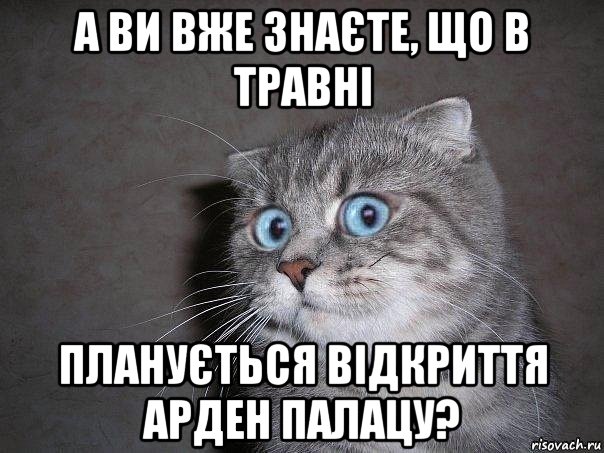 а ви вже знаєте, що в травні планується відкриття арден палацу?, Мем  удивлённый кот