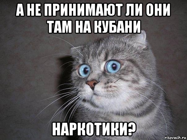 а не принимают ли они там на кубани наркотики?, Мем  удивлённый кот