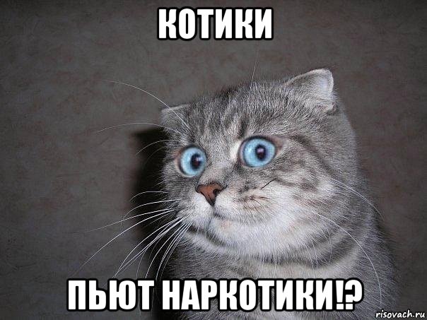 котики пьют наркотики!?, Мем  удивлённый кот