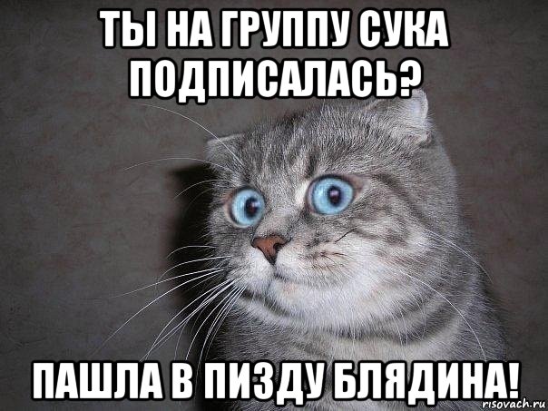 ты на группу сука подписалась? пашла в пизду блядина!, Мем  удивлённый кот