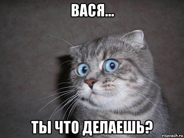 вася... ты что делаешь?, Мем  удивлённый кот