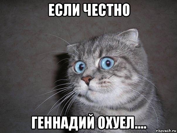 если честно геннадий охуел...., Мем  удивлённый кот